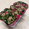 KALANCHOE 12 CM PERF.PURPLE 1X10