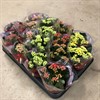 KALANCHOE 8 CM MIX  1X16