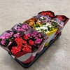 KALANCHOE 10,5 CM MIX 1x10