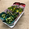 KALANCHOE 10,5 CM MIX 5 FÄRGER