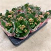KALANCHOE  8 CM LILA DUBBEL 1X16