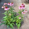 ECHINACEAS 18 CM MEDITATION PINK MÅLSTA