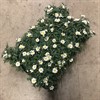 MARGURIT 11 CM SMÅBLOMMIG VIT 1X12