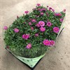 MARGURIT 11 CM ROSA 1X12
