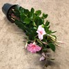 MANDEVILLA  17 CM CREAM PINK 1X6