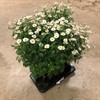 MARGURIT 19 CM STAM  VITA