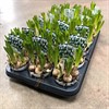 MUSCARI  9 CM VIT FRILLESÅS 1X18
