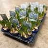 MUSCARI  9 CM BLÅ-VIT JULIA FRILLESÅS 1X18