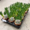 MUSCARI  10 CM VIT LERKRUKA 1X15