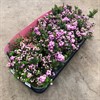 PERNETTYA 10,5 CM ROSA 1X12