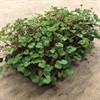 PELARGON 12 CM LITOREALE VILD 1X8