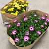 OSTEOSPERMUM 11 CM GUL,ROSA DK 1X14