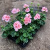 PELARGON 11 CM ZONALE DOCLEVITA LJUSR.