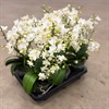 PHALAENOPSIS 12 CM VIT CREAM PUNC 5-TAK