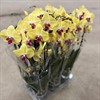 PHALAENOPSIS 12 CM GUL 2 TAK 1X6