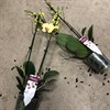 PHALAENOPSIS 12 CM  GUL  2 TAK 1X6
