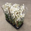 PHALAENOPSIS 12 CM WILD VIT