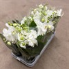PHALAENOPSIS 12 CM SHORTY VIT VECKANS