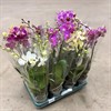 PHALAENOPSIS  9 CM MULTIFLORA MIX 1x12