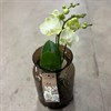 PHALAENOPSIS 16 CM GUL I GLAS 1X1