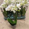 PHALAENOPSIS 12 CM MULTIFLORA 3 TAK VIT 1X10