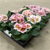 PRIMULA 10,5 CM ROSA ÄPPELBLOM VECKANS