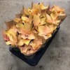 HÖSTSTJÄRNA 12 CM AUTUMN LEAVES VECKANS