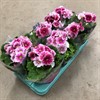 PRIMULA 12 CM OBC.TOUCH ME CER/VIT 1X8