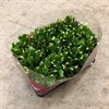 SCHLUMBERGERA 9 CM VIT 1X12