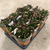 SCHLUMBERGERA 9 CM APRICOS VECKANS