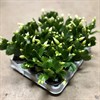 SCHLUMBERGERA  6 CM VIT 1X12