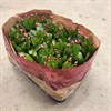 SCHLUMBERGERA  9 CM CERISE 1X12