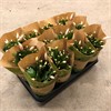 SCHLUMBERGERA  9 CM VIT 1X12