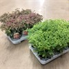 SEDUM 13 CM HERBSTFREUDE 1X6