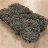 SEDUM 12 CM CAUTICOLA  1X8