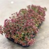SEDUM 12 CM  SPOT ON DEEP ROSE  1X10