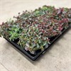 SEDUM 12 CM SPURIUM DEEP ROSE