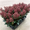 SKIMMIA 15 CM RÖD RUBELLA VECKANS