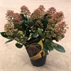 SKIMMIA 15 CM RÖD RUBELLA 1X6