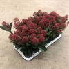 SKIMMIA 9 CM RUBELLA RÖD 1X18