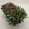 SKIMMIA 10,5 CM RUBELLA  1X12