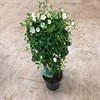 SOLANUM 19 CM STAM CHARLES WHITE X1