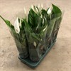 SPATHIPHYLLUM 13 CM STRAUSS 1x8