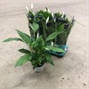 SPATHIPHYLLUM 13 CM STRAUSS 1X8
