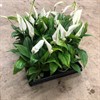 SPATHIPHYLLUM 6 CM TANGO 1X12