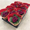 SAINT PAULIA 12 CM LILA 1X10
