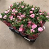 ROS 10 CM ROSA 1X11