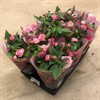 ROS 12 CM ROSA 1X12