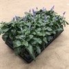 SALVIA 11 CM FARINACEA BLÅ 1X12