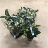 STEPHANOTIS 12 CM FLORIBUNDA 5-6 KNOPP 1X9